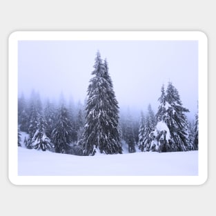 A Pine Forest in Winter Sticker